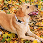Dog Collar